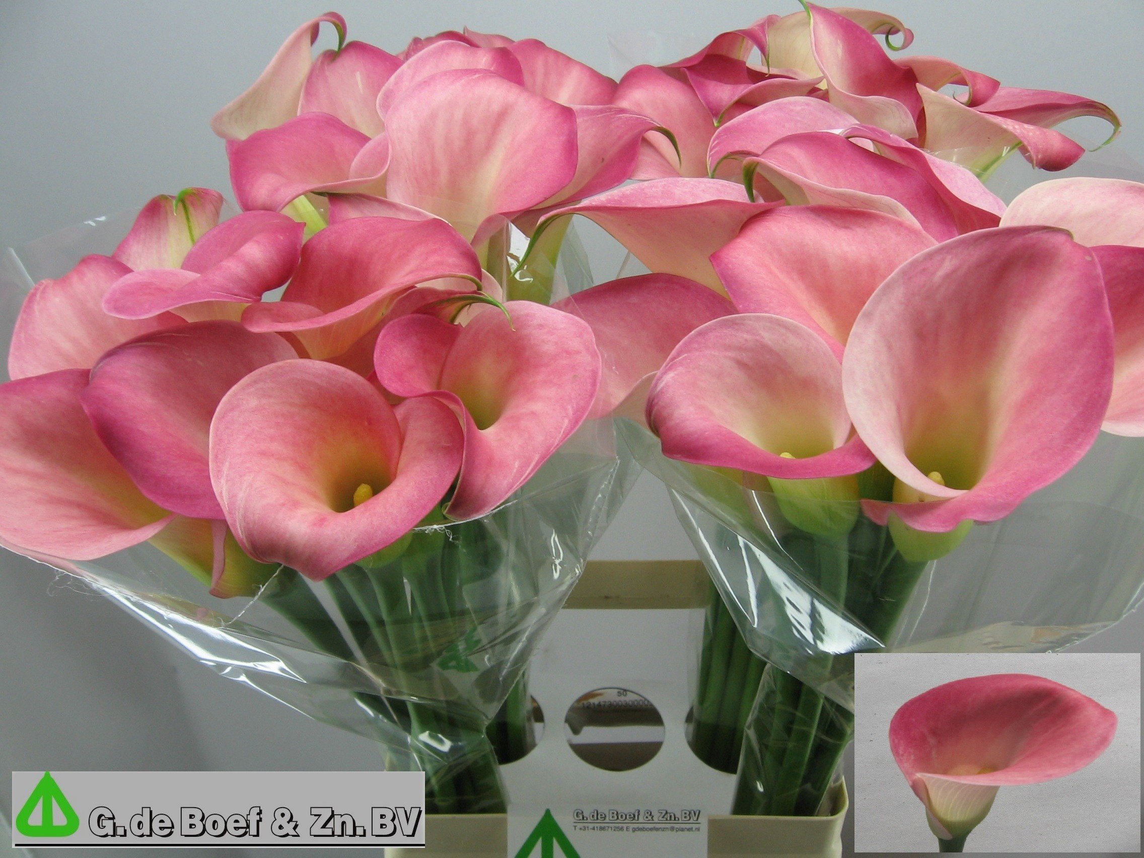Calla Candy Dream 70cm