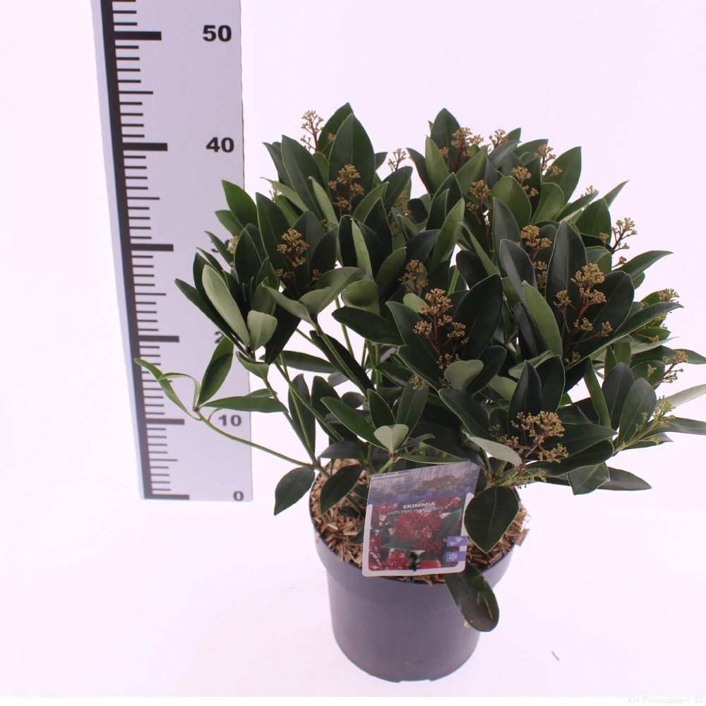 Picture of Skimmia jap. 'Rubella'