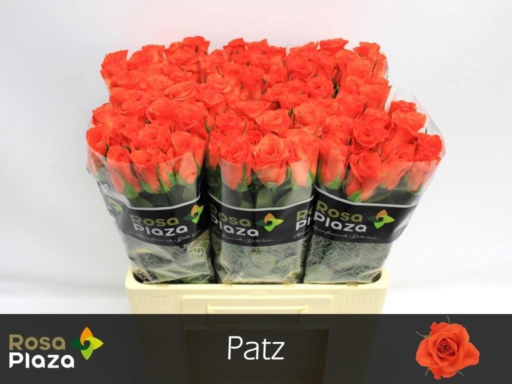 R Gr Patz 60L.cm 23bloei