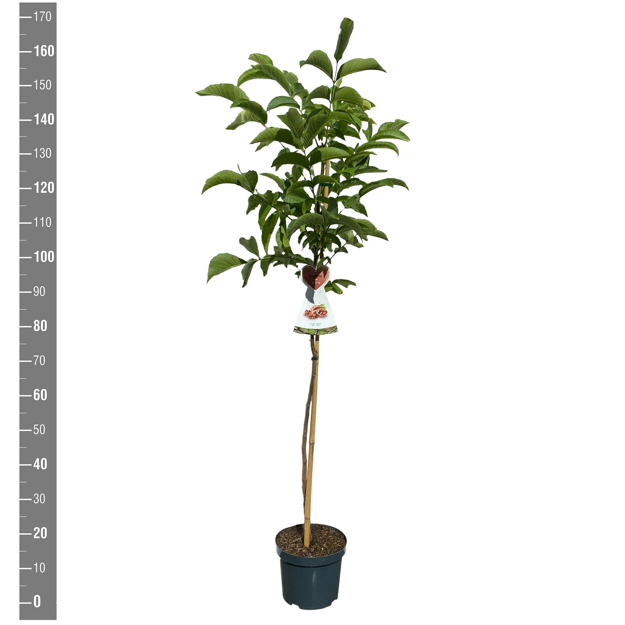 Juglans regia noot struik