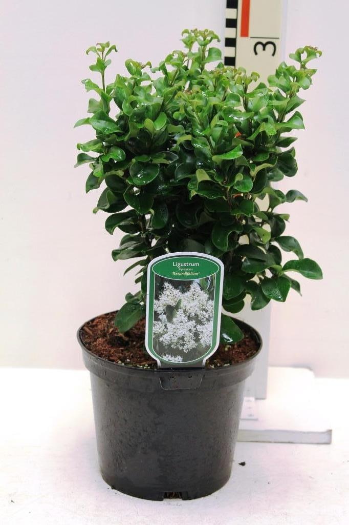 Ligustrum J. 'rotundifolium'