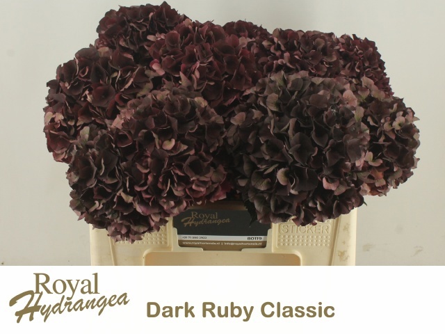 Hydrangea Dark Ruby Classic 50cm 15Ø