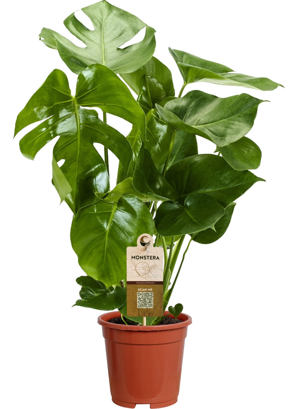 Monstera deliciosa
