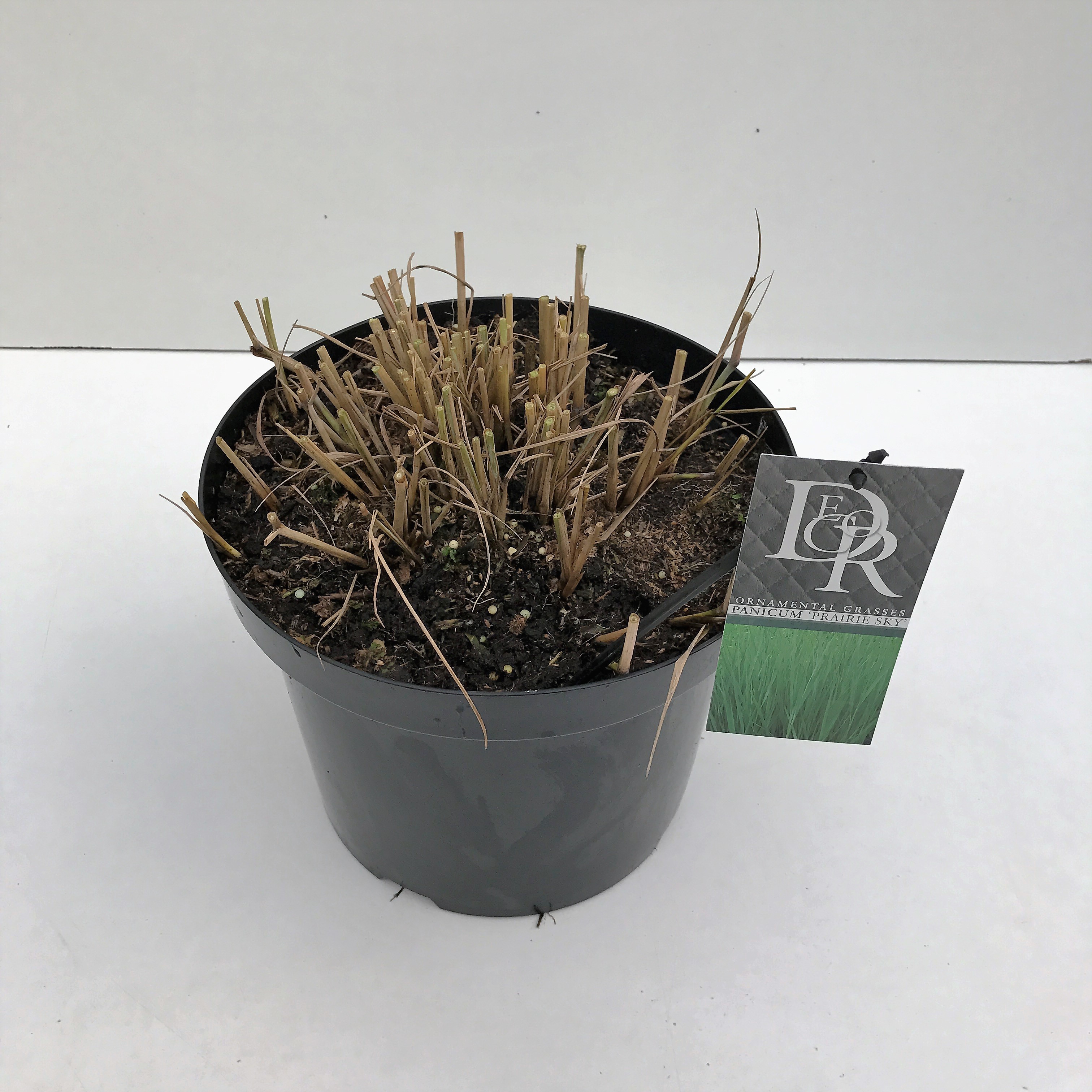 Picture of Panicum Prairy Sky P29 (10 Ltr) (LOOSE)