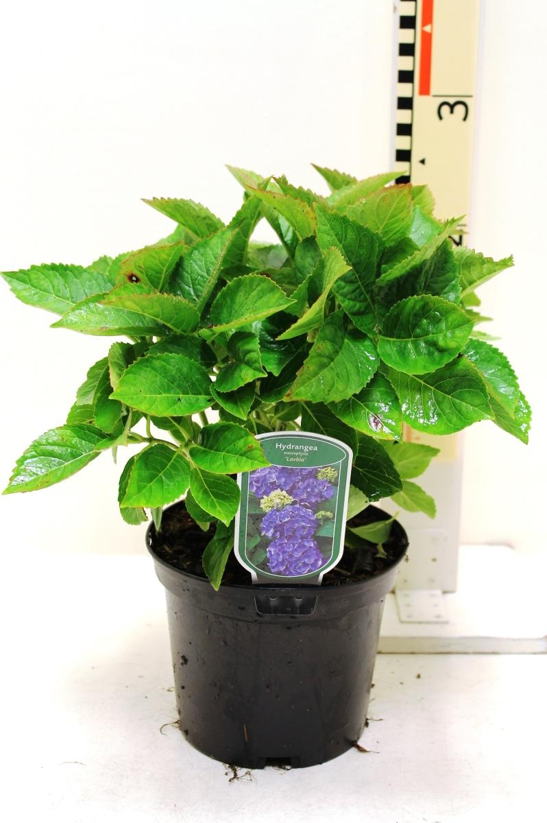 Hydrangea M. 'blauer Zwerg', Blauw