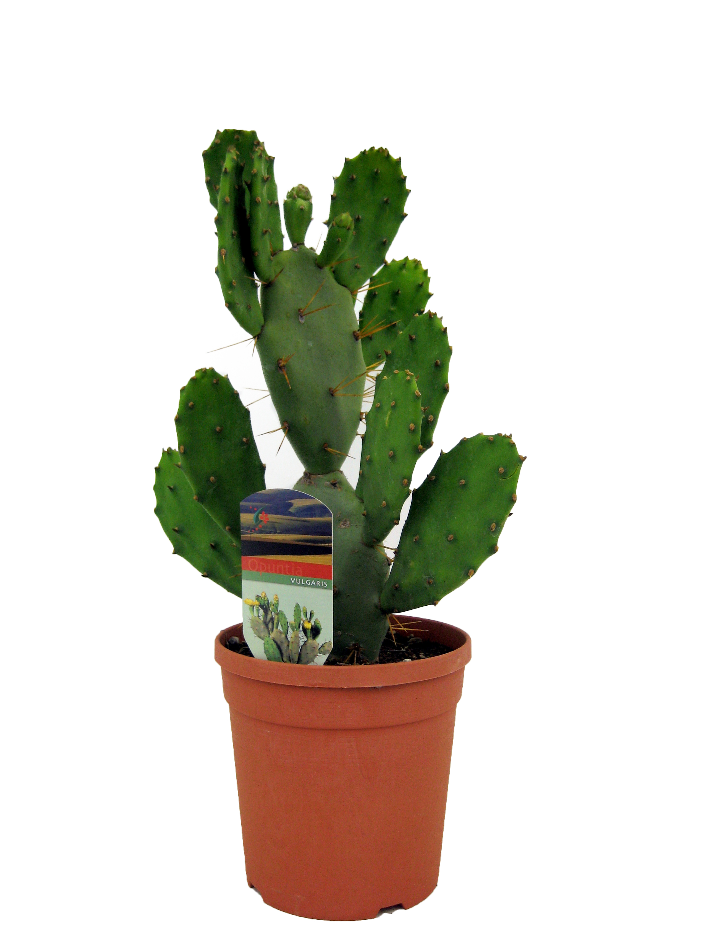 Picture of Opuntia vulgaris P17 (2 Ltr)