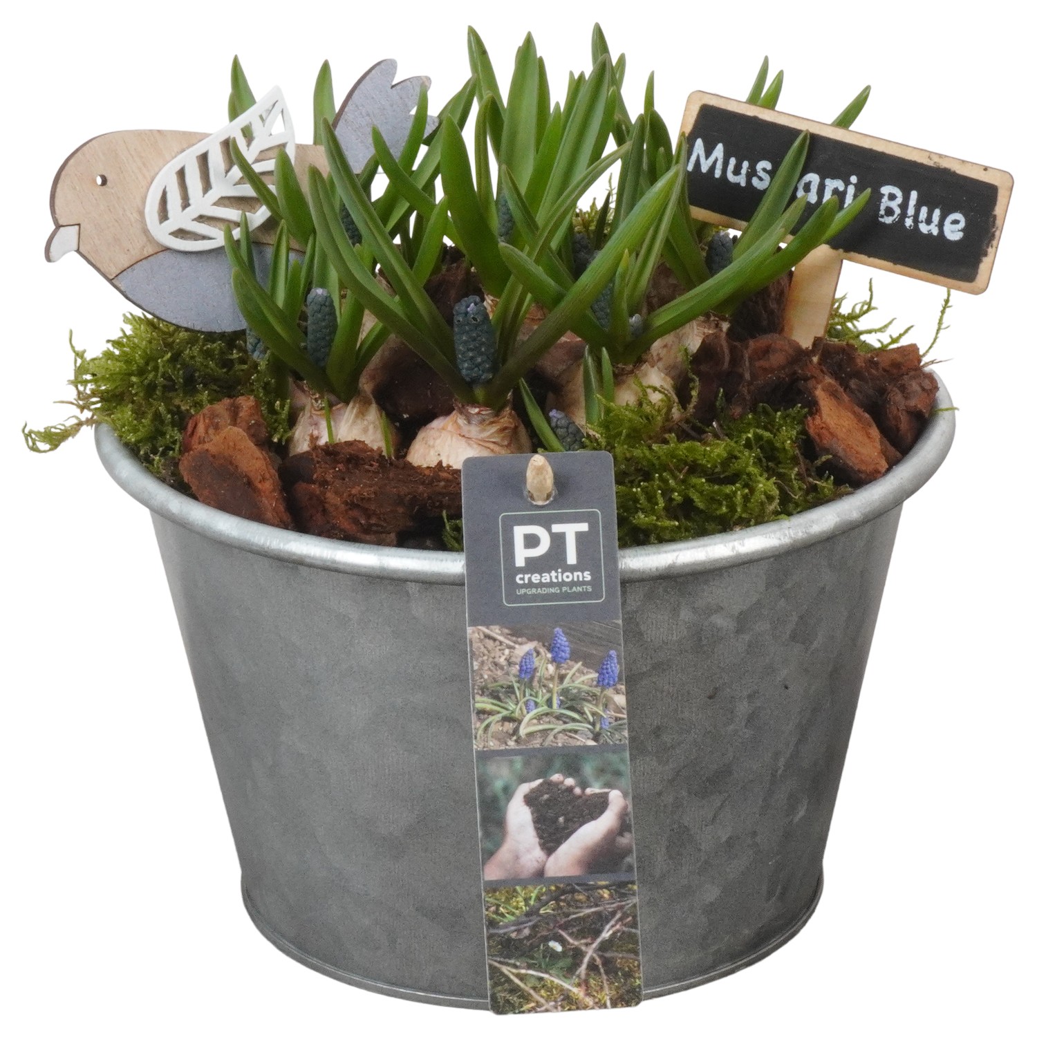 Picture of PTMB1050 Arrangement Muscari in zinc deco pot P19 19CM