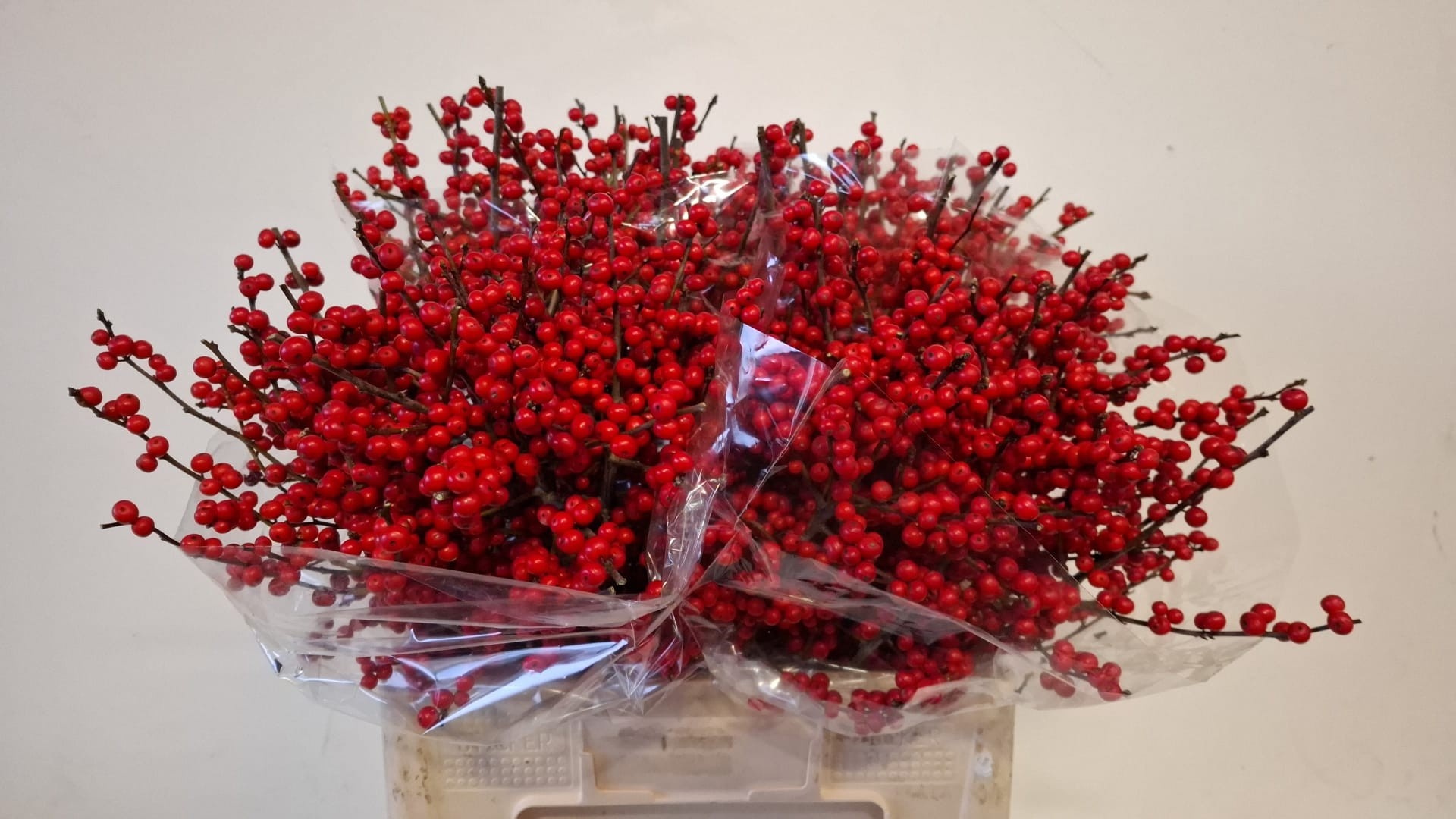 Ilex Verticlilata 60cm