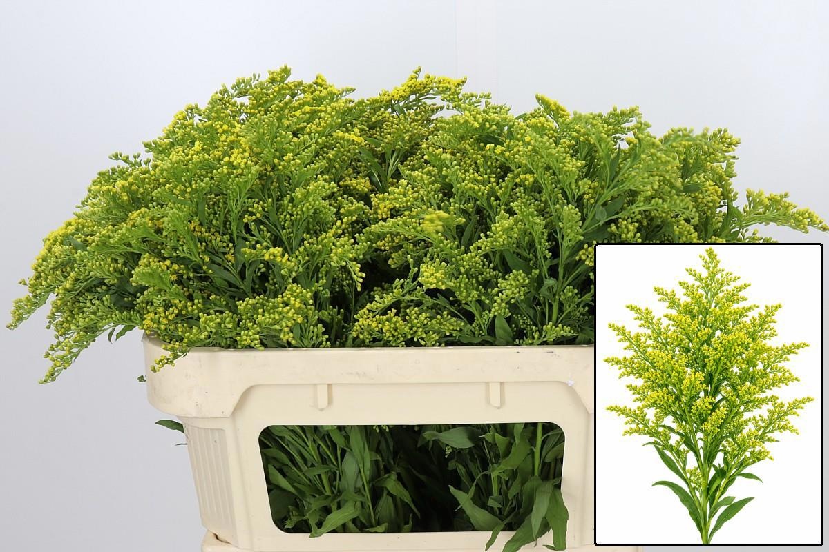 Solidago Golden Glory 70cm 30gram