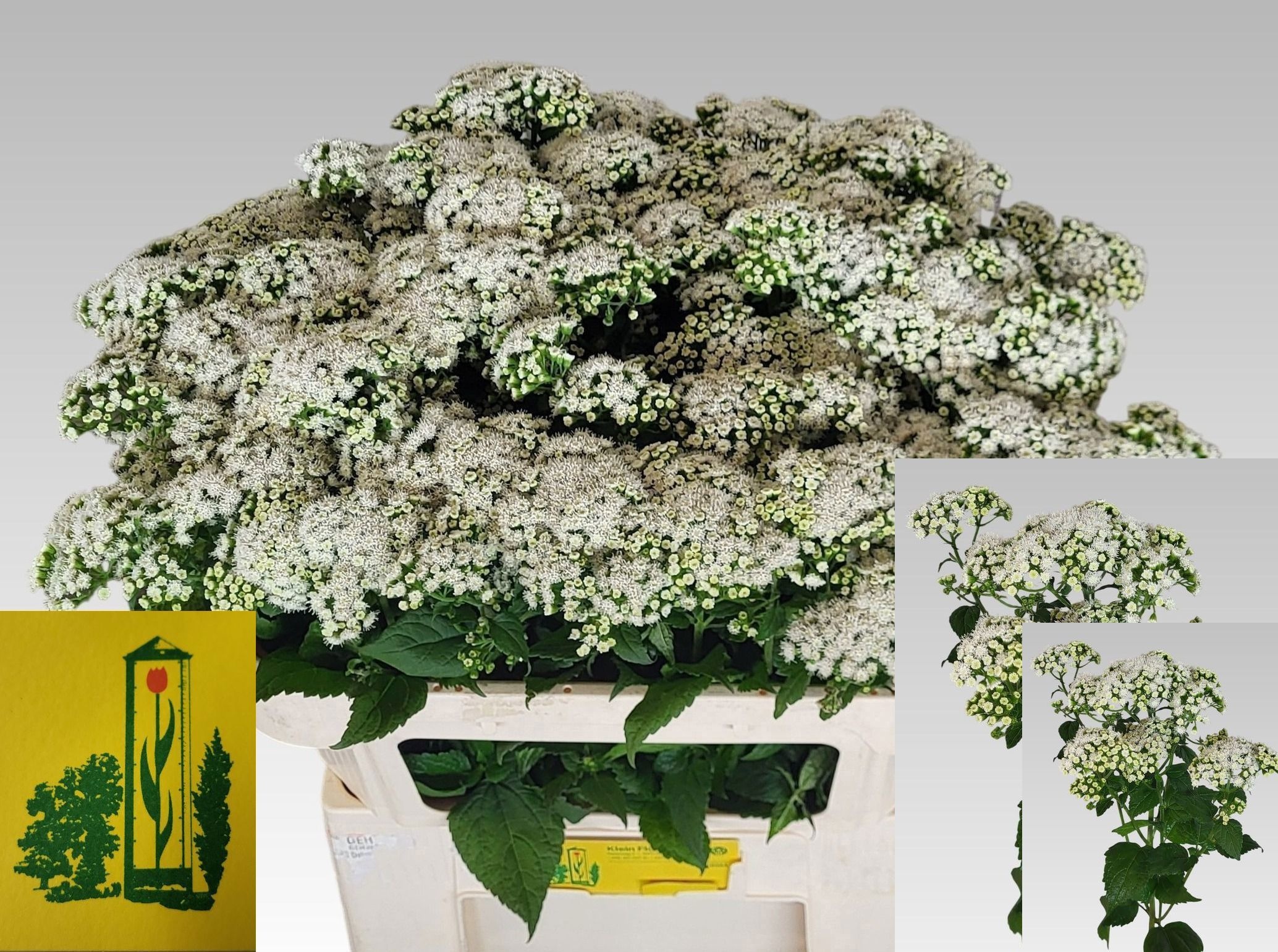 Eupat Ru Lucky Momen 70cm