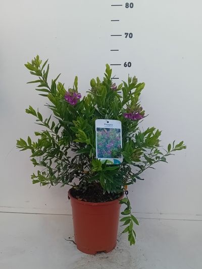 Polygala myrtifolia