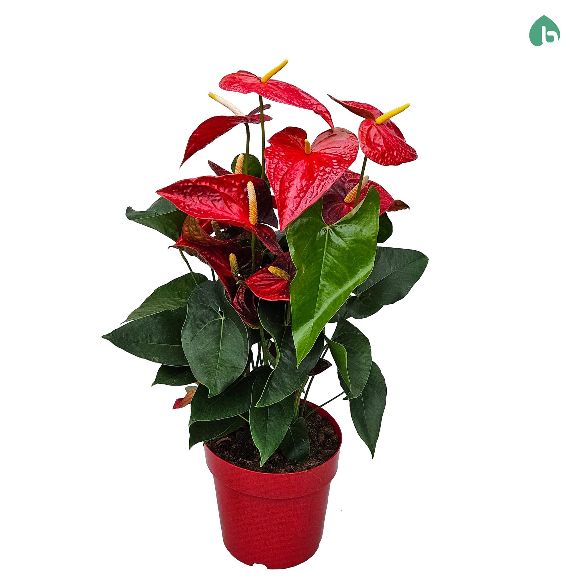 money tree plant seeds Money Plant Seeds  Silver Dollar Plant  SurvivalGardenSeeds