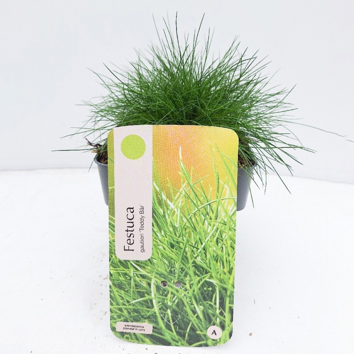 Festuca gautieri Teddy Bär