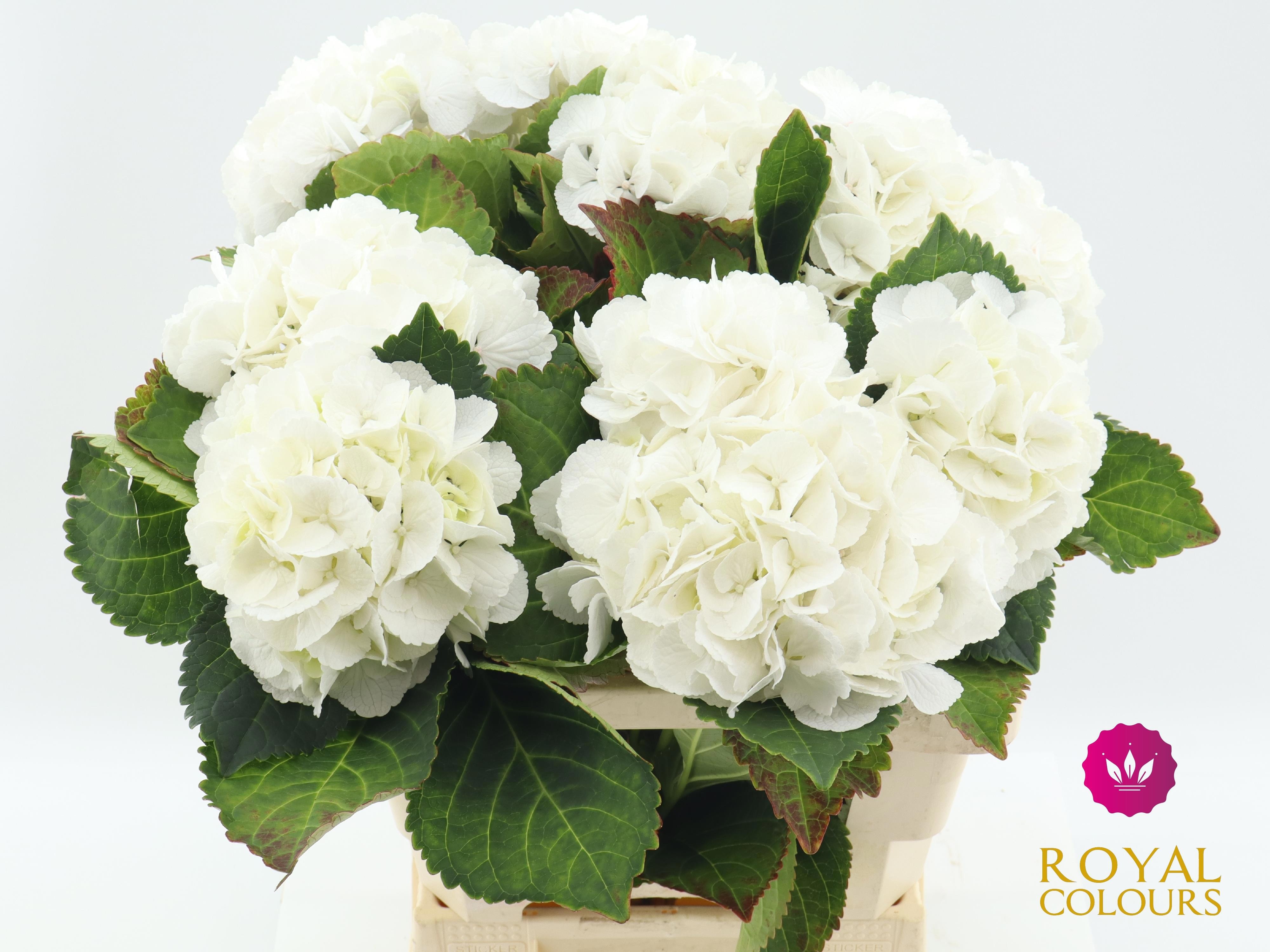 Hydrangea Royal Princess 60cm 18Ø