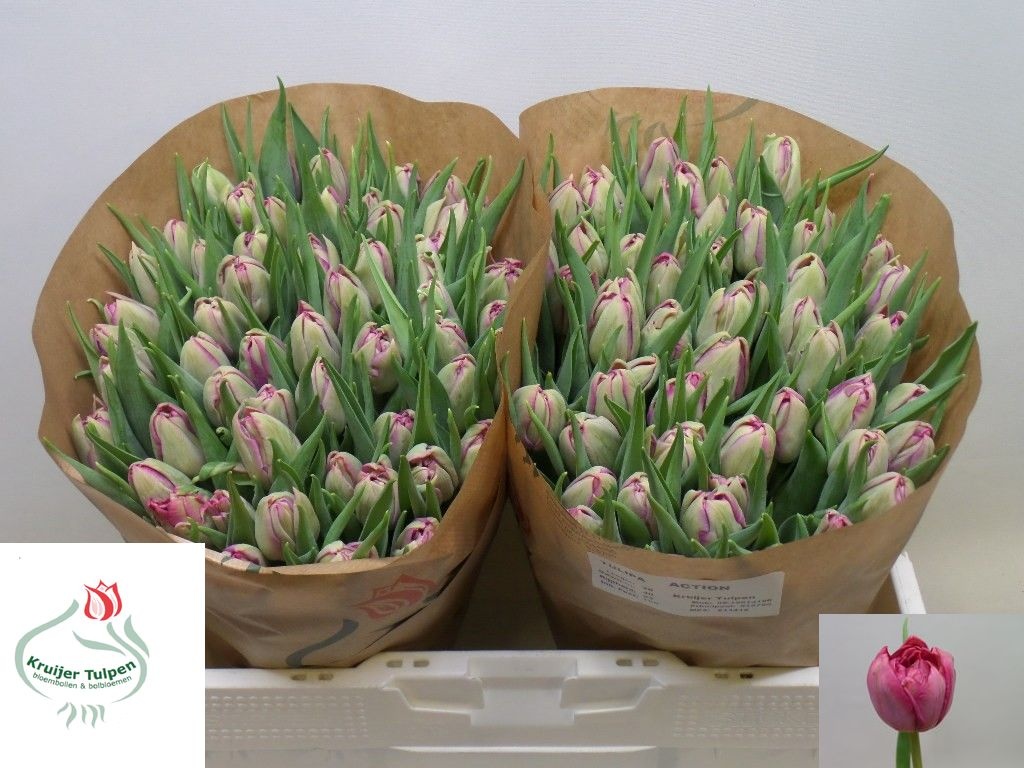 Tulipa (Double Early) 'Action' TU DU ACTION | OZ Planten