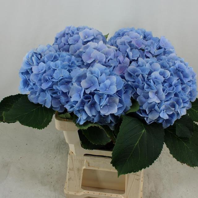 Hydrangea Verena Blue 60cm 20Ø