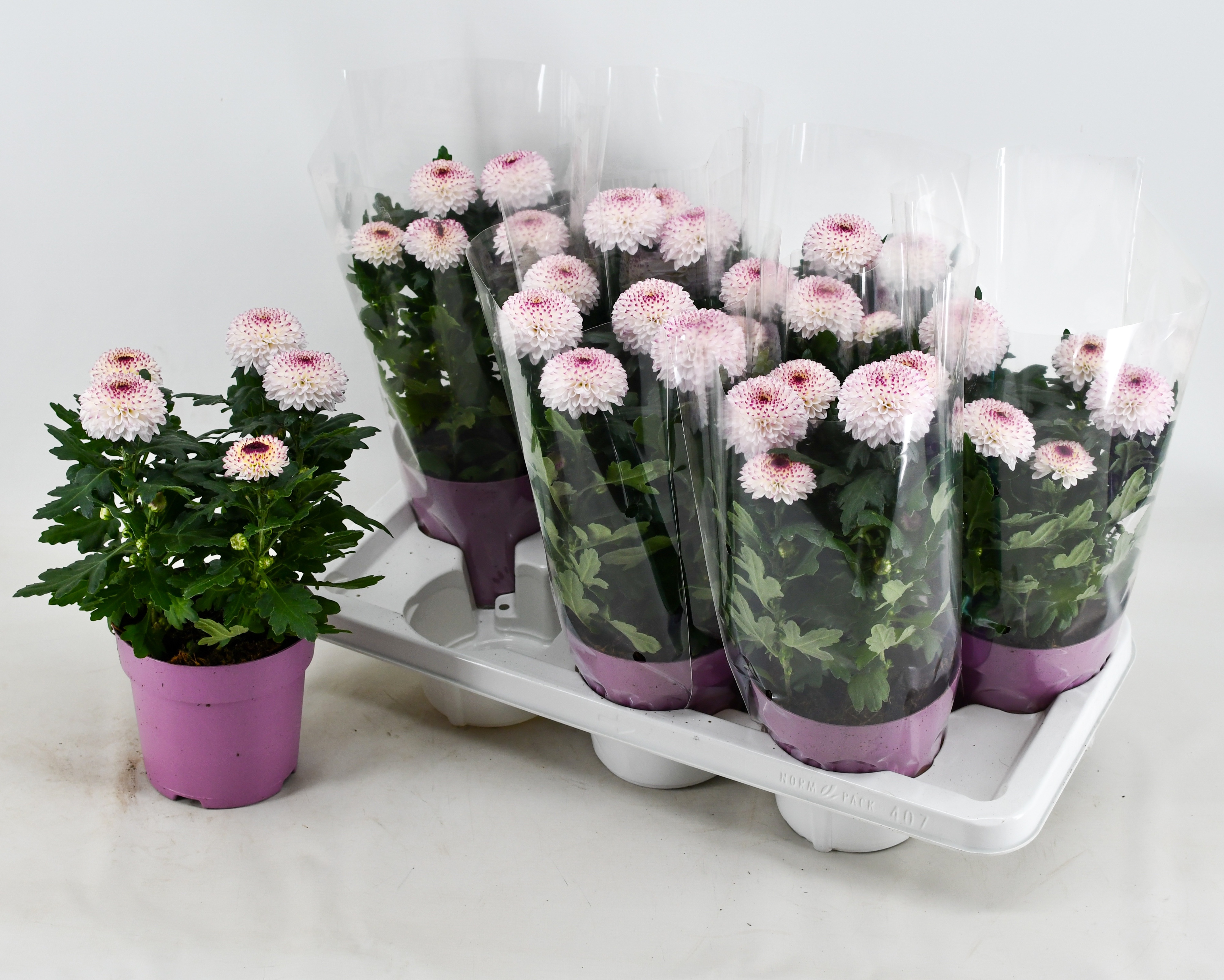 Picture of Chrysant Flowerpops Abbey White (Decorum) P14 35CM