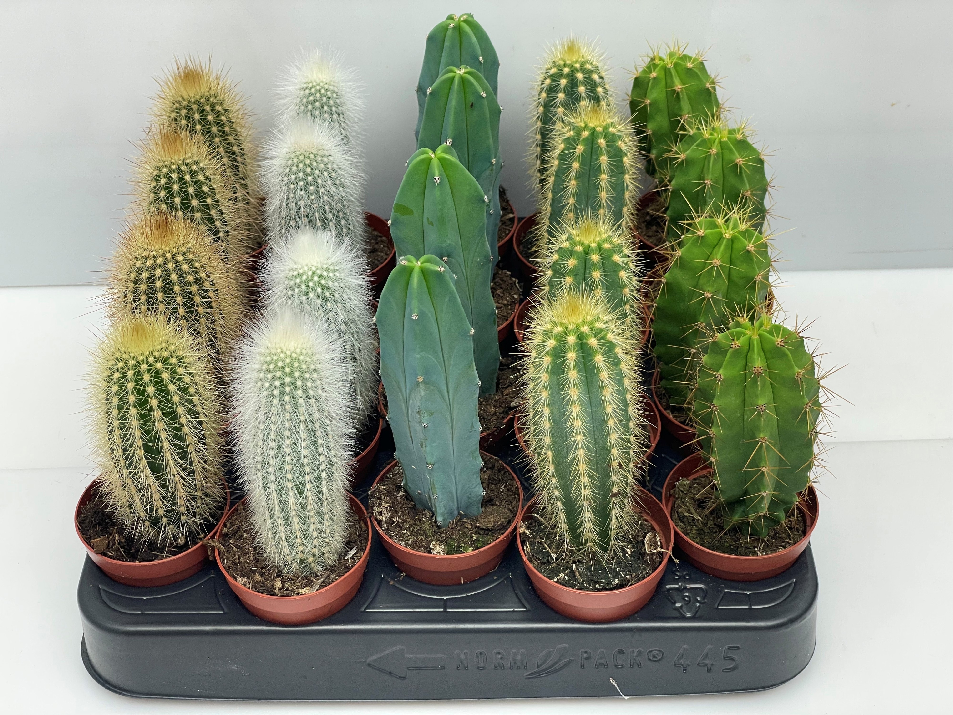 Cactus Gem 505P 14H