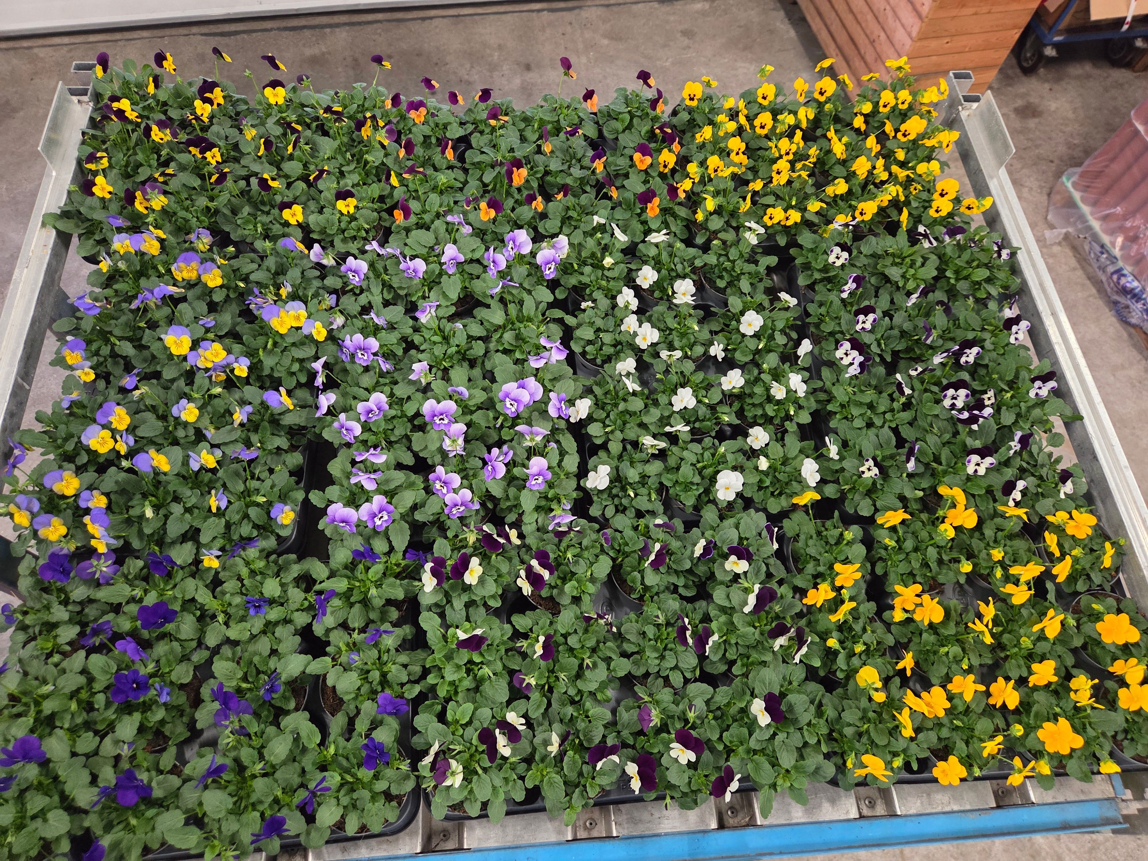 Viola St Gemengd Kar 9Ø 13cm