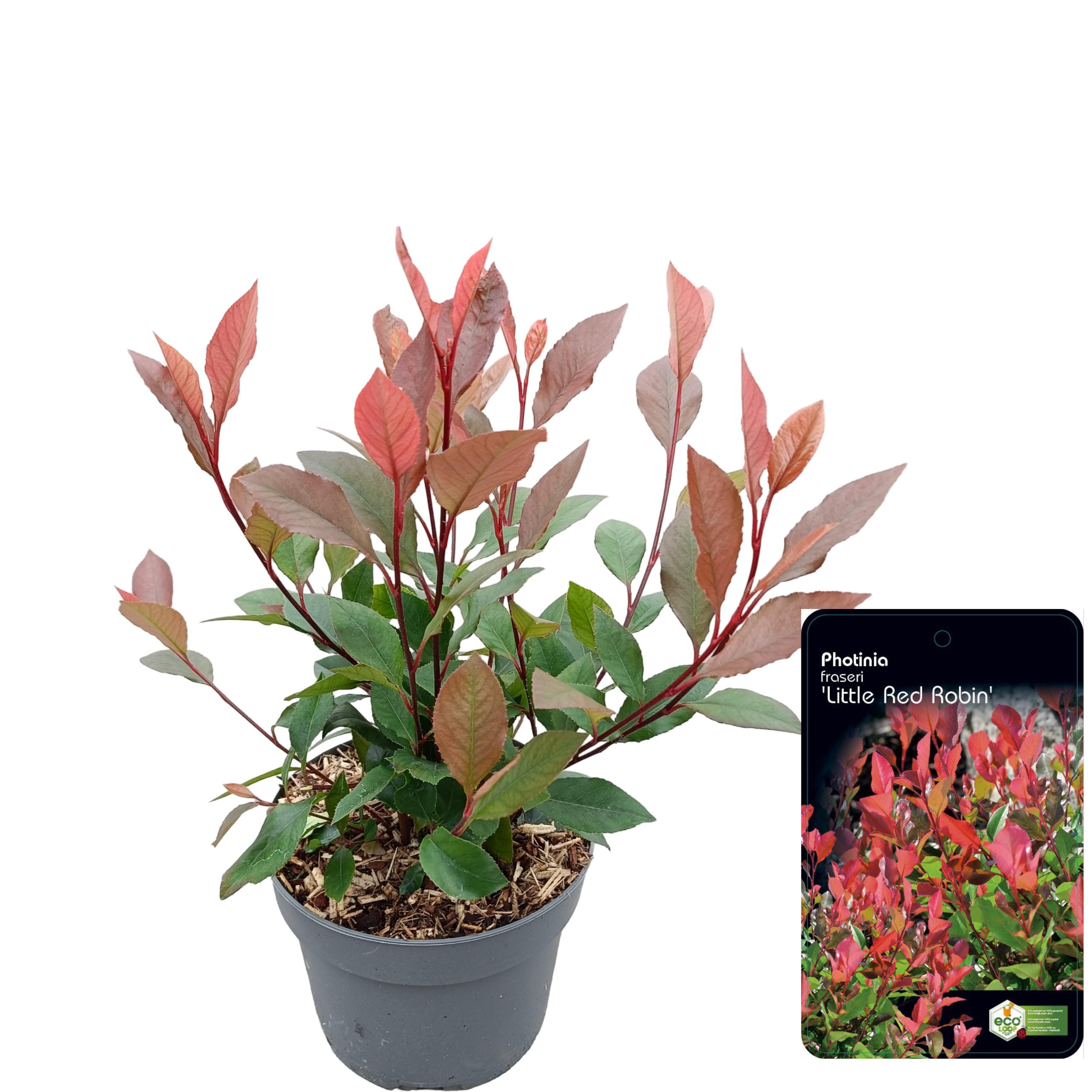 Picture of Photinia fraseri 'Little Red Robin' C2