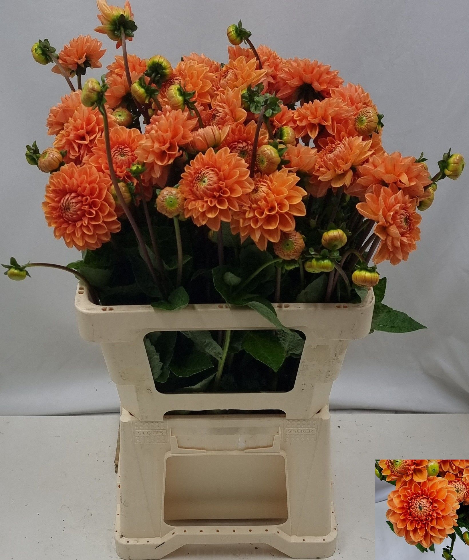 Dahlia Sylvia 60cm