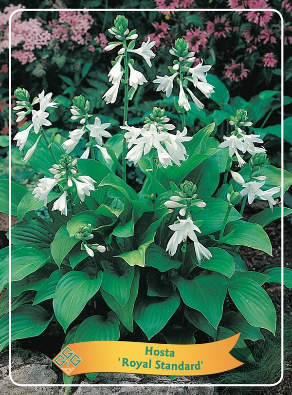 Picture of Hosta Mix 6x10 srt. per shelve P11