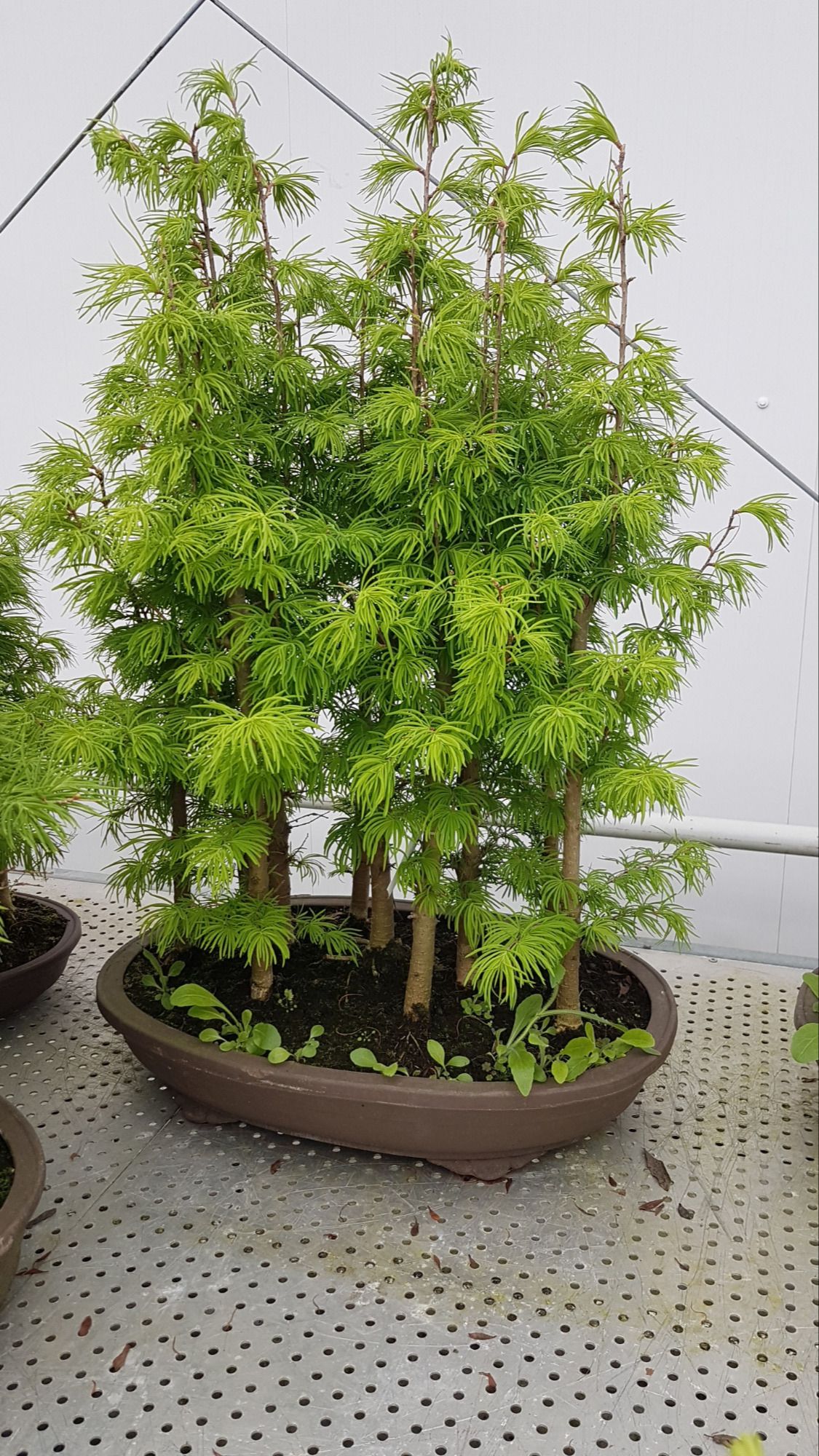 enkianthus perulatus bonsai Enkianthus perulatus, White Enkianthus – Cedar Rose Nursery main image 1