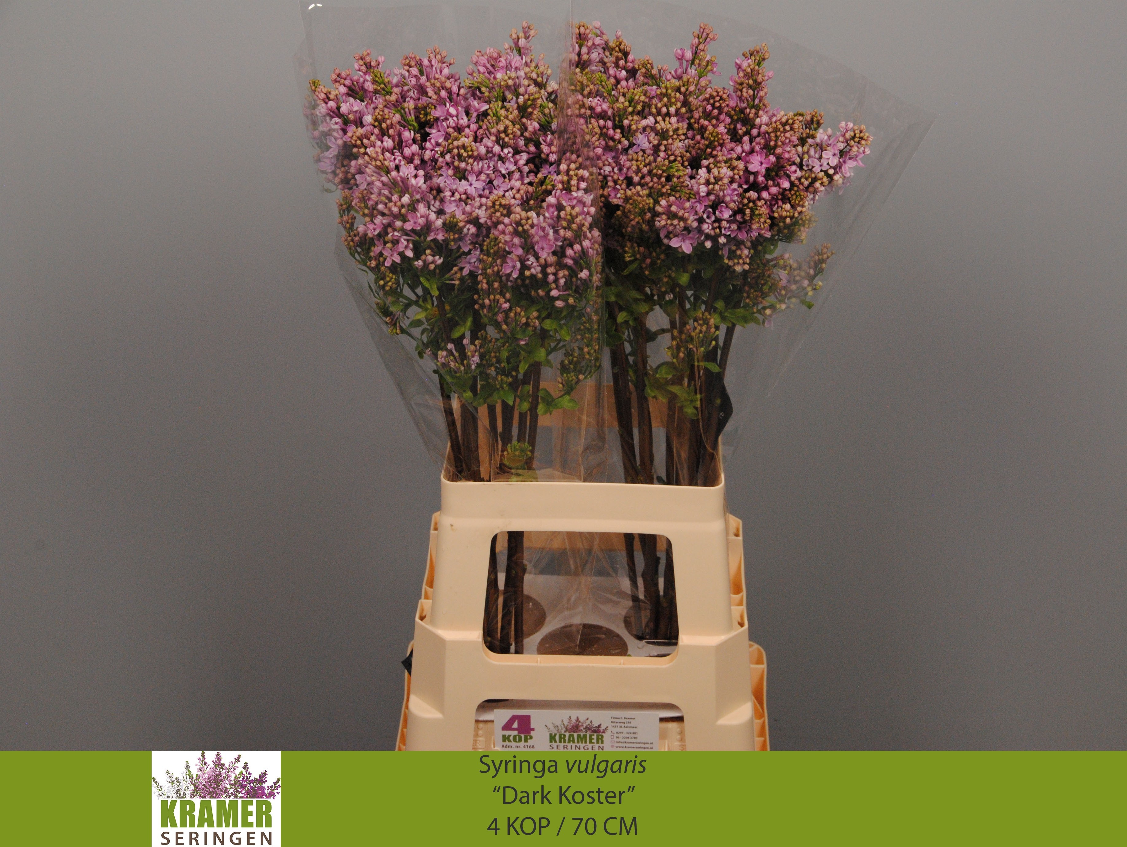 Lilac Dark Koster 70cm 4