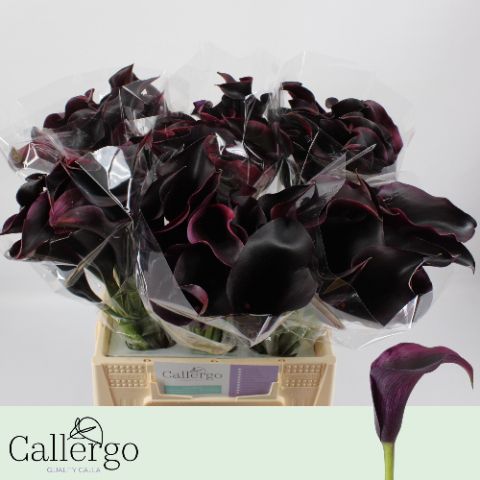 Calla Rudolph 40cm