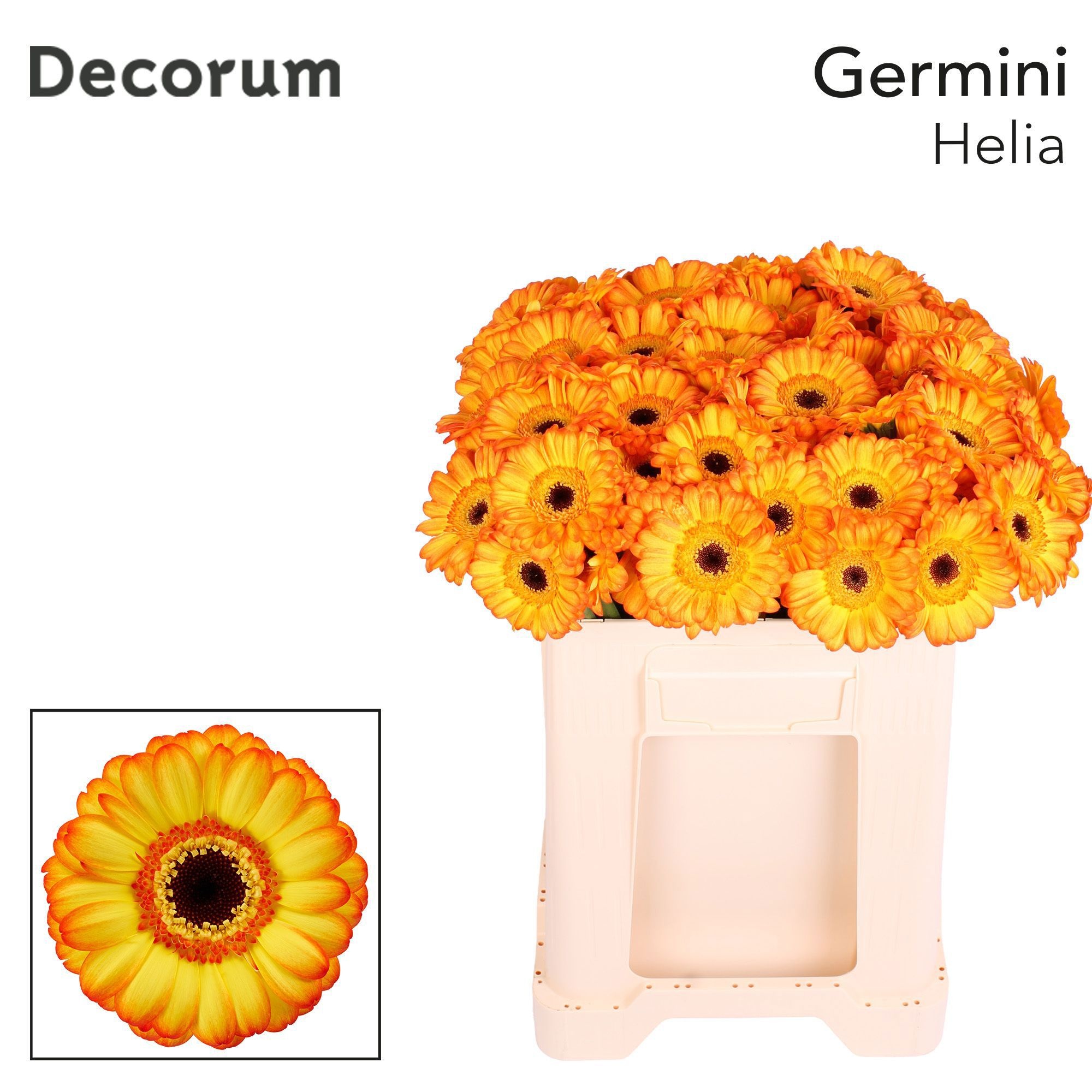 Ge Mi Helia 50cm 7Ø
