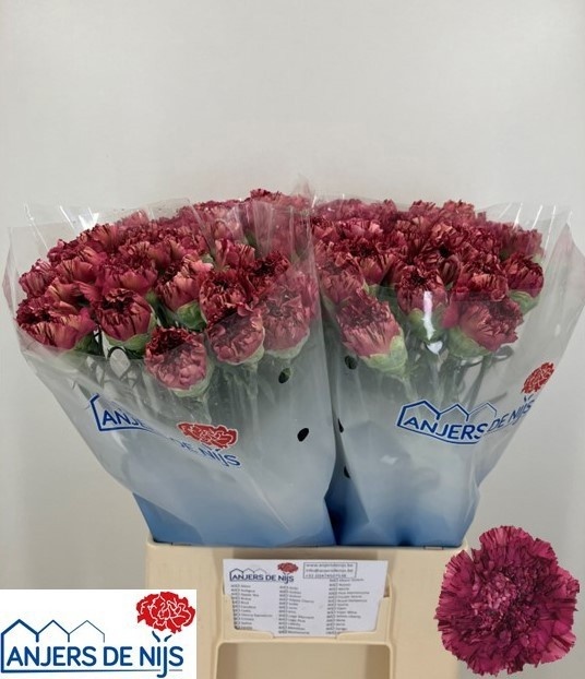 Dianthus St Viper Wine 60cm