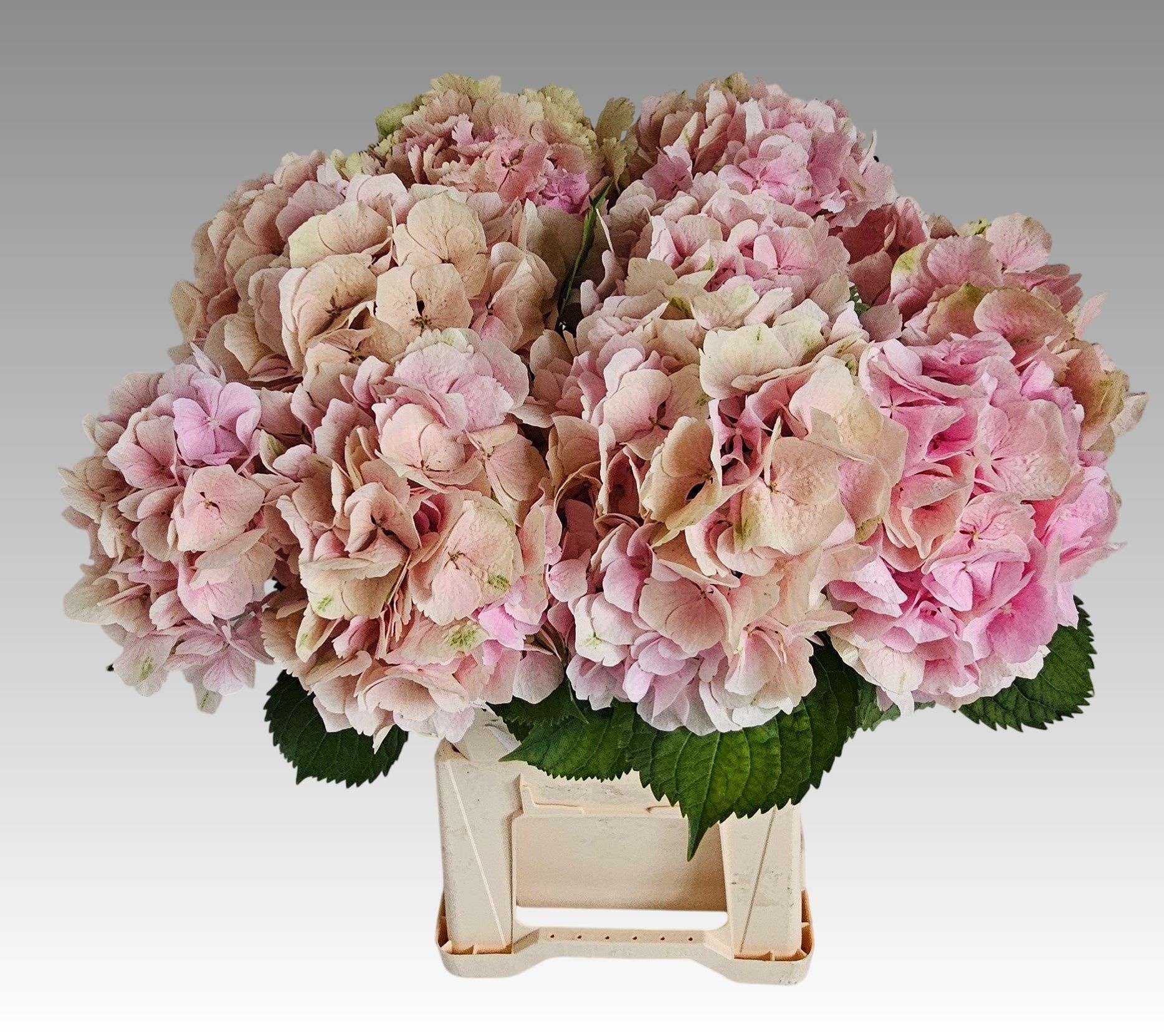 Hydrangea Verena Classic Pink 60cm 18Ø