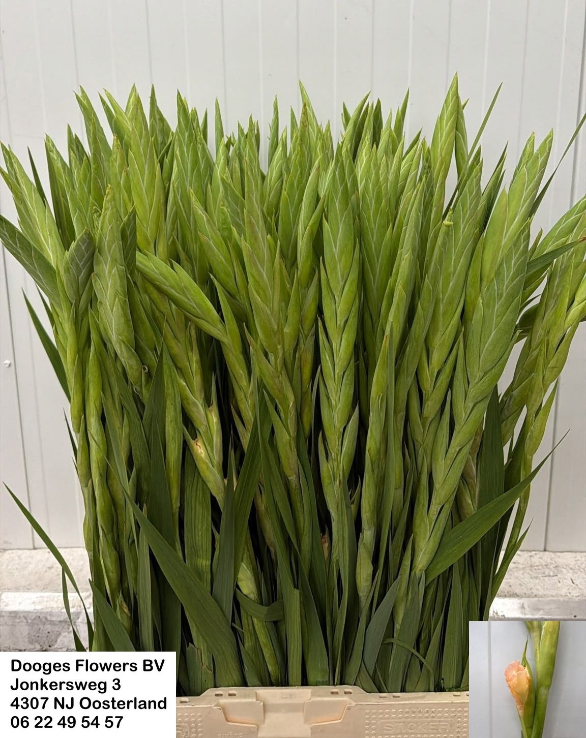 Gladiolus 80cm 120gram
