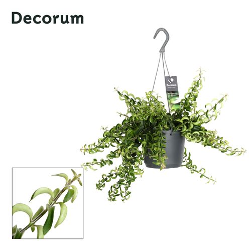 Aeschynanthus Swing p14 Hill.