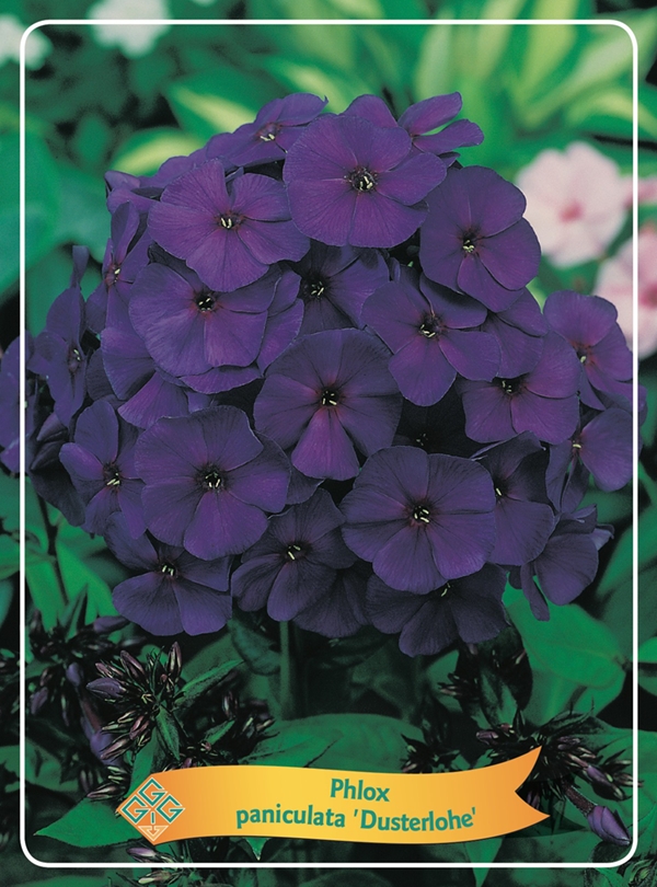 Picture of Phlox paniculata mix 6x10 srt. per shelve P11