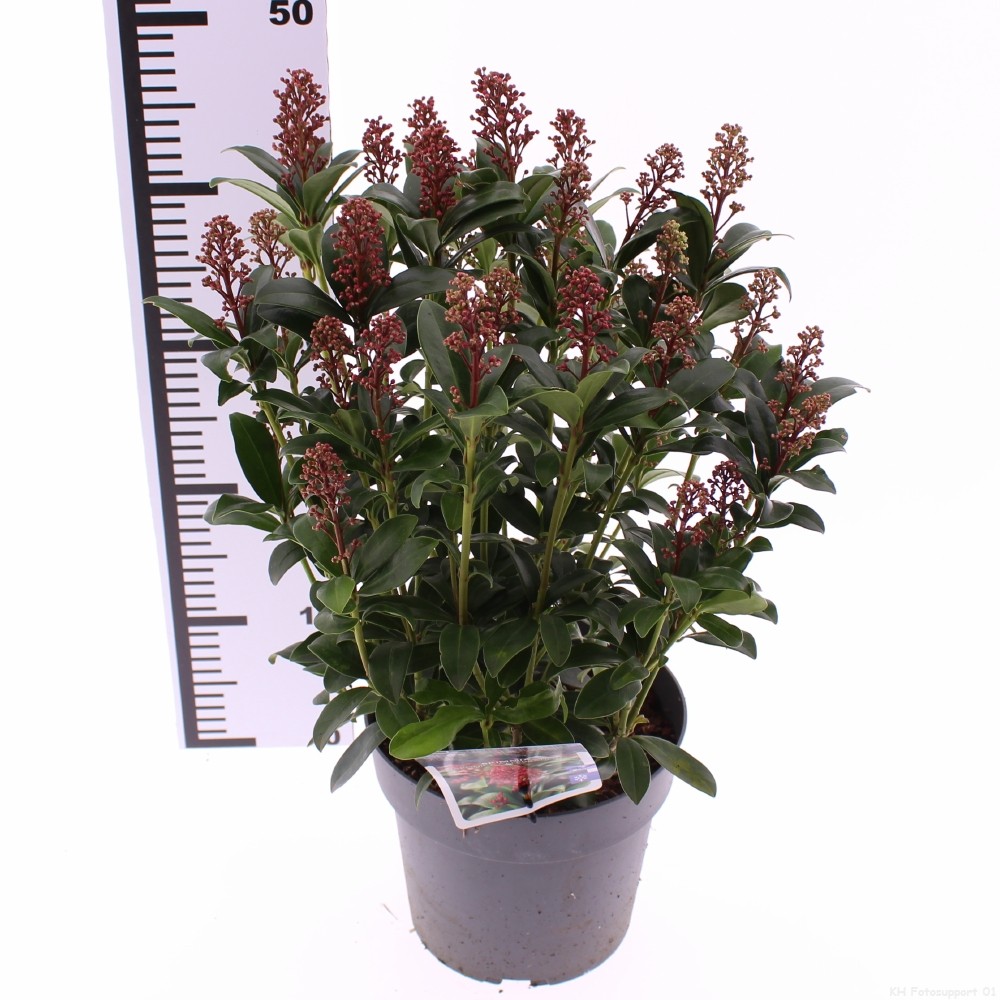 Picture of Skimmia japonica Celebrations P19 (3 Ltr) (LOOSE)