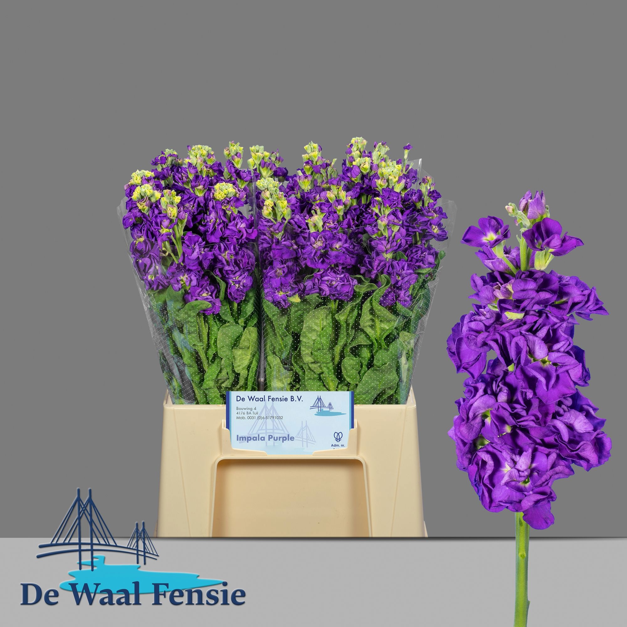 Matth Impala Purple 50cm