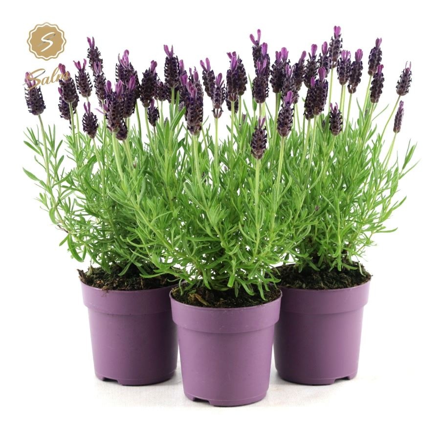 Picture of Lavandula st. 'Anouk'® Collection P10,5