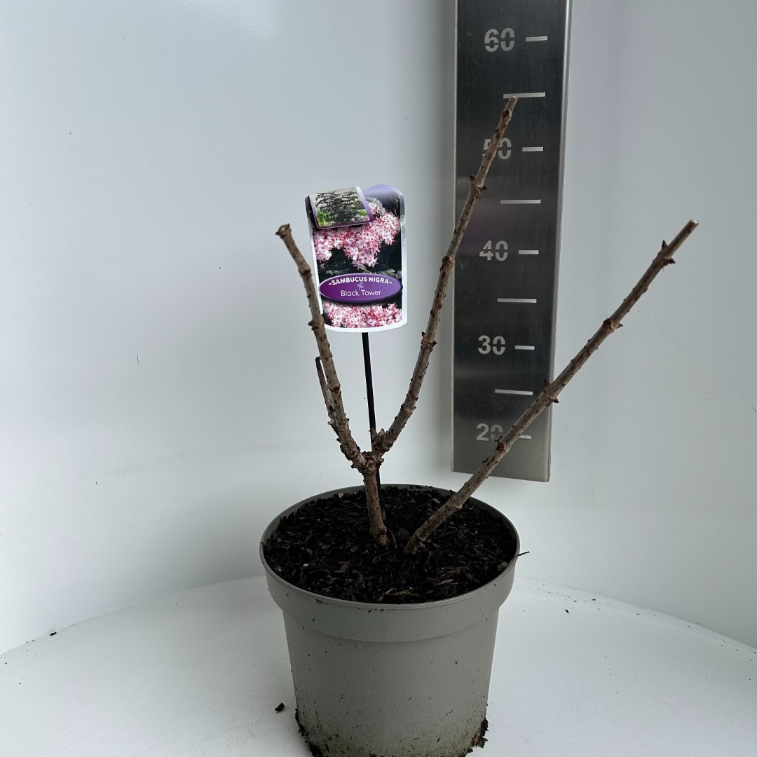 Picture of Sambucus nigra Black Tower P23 (5 Ltr) (LOOSE)