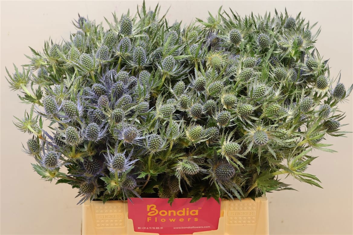 Eryngium Blue Lagoon 40cm