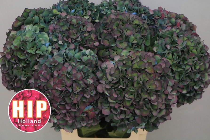 Hydrangea Pimpernel Classic 60cm 22Ø