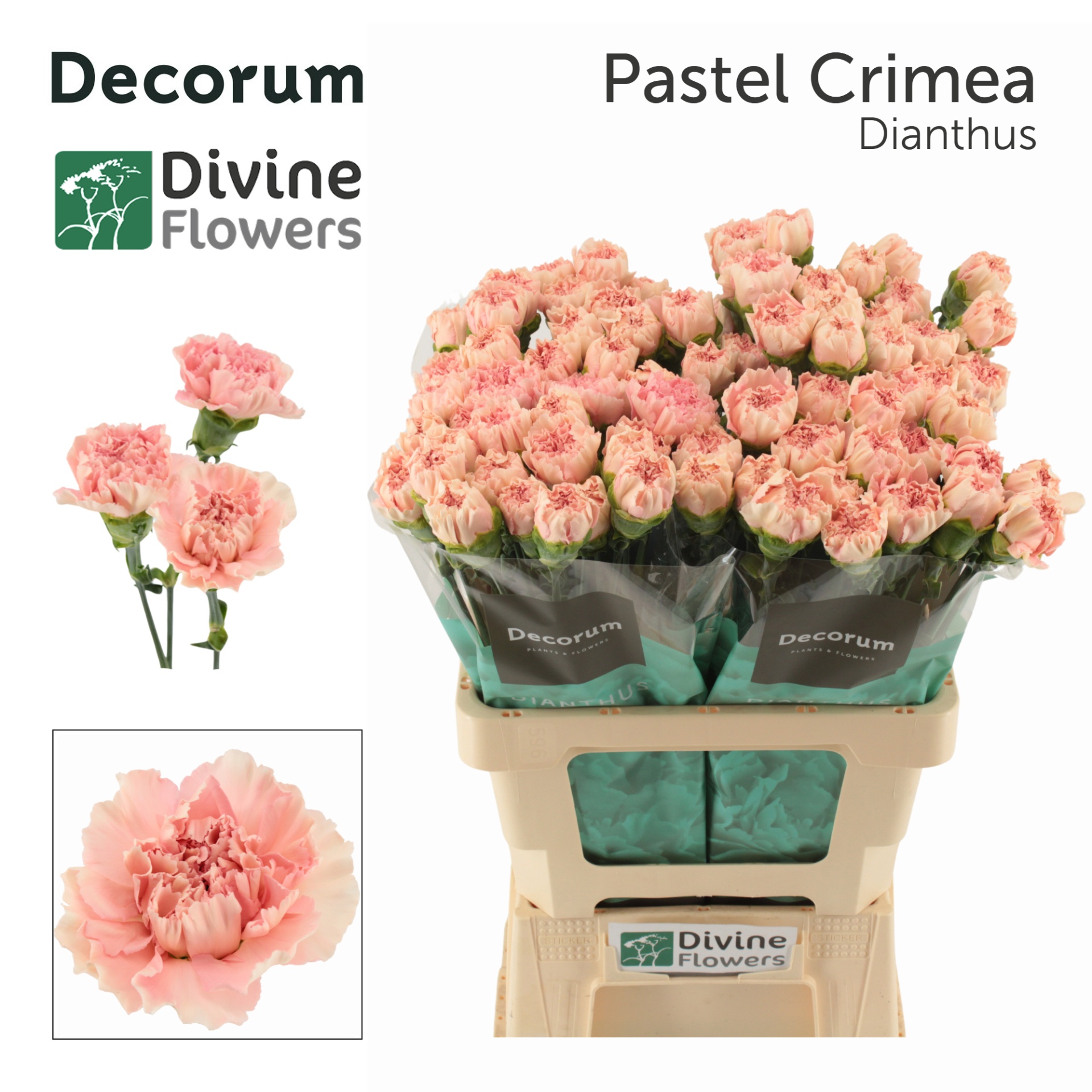 Di St Pastel Crimea