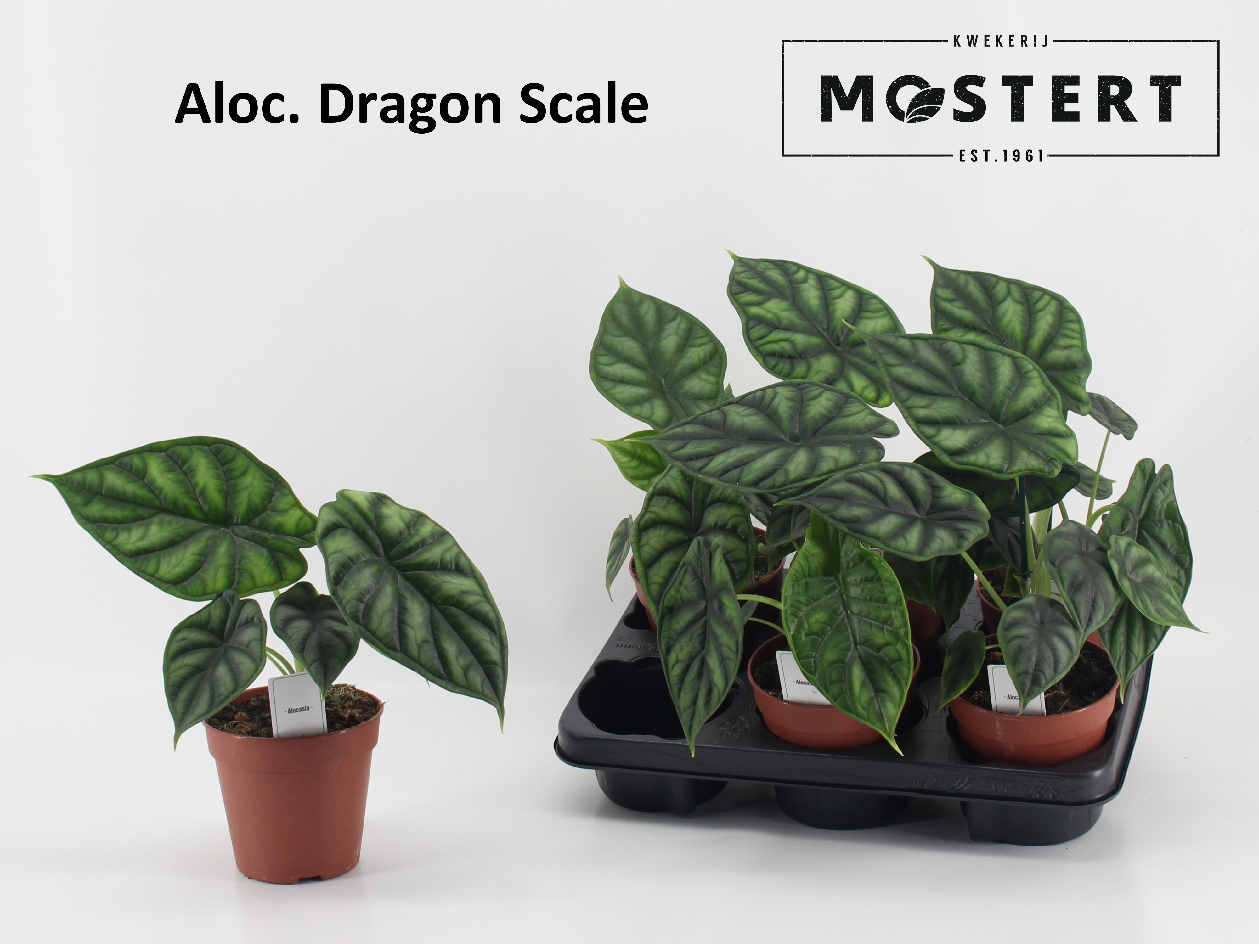 Alocasia 'Dragon Scale' - Alocasia