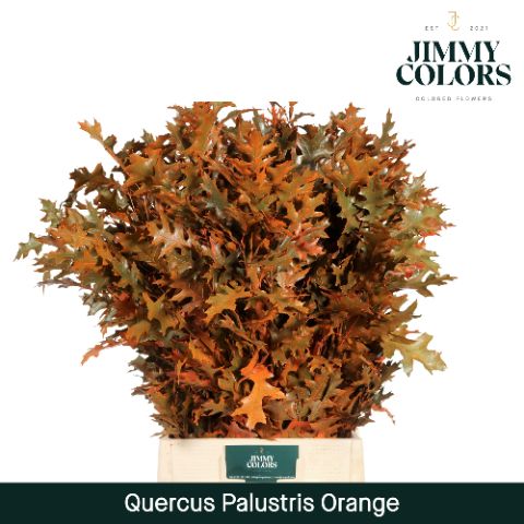 Quercus Palustris L80 Orange