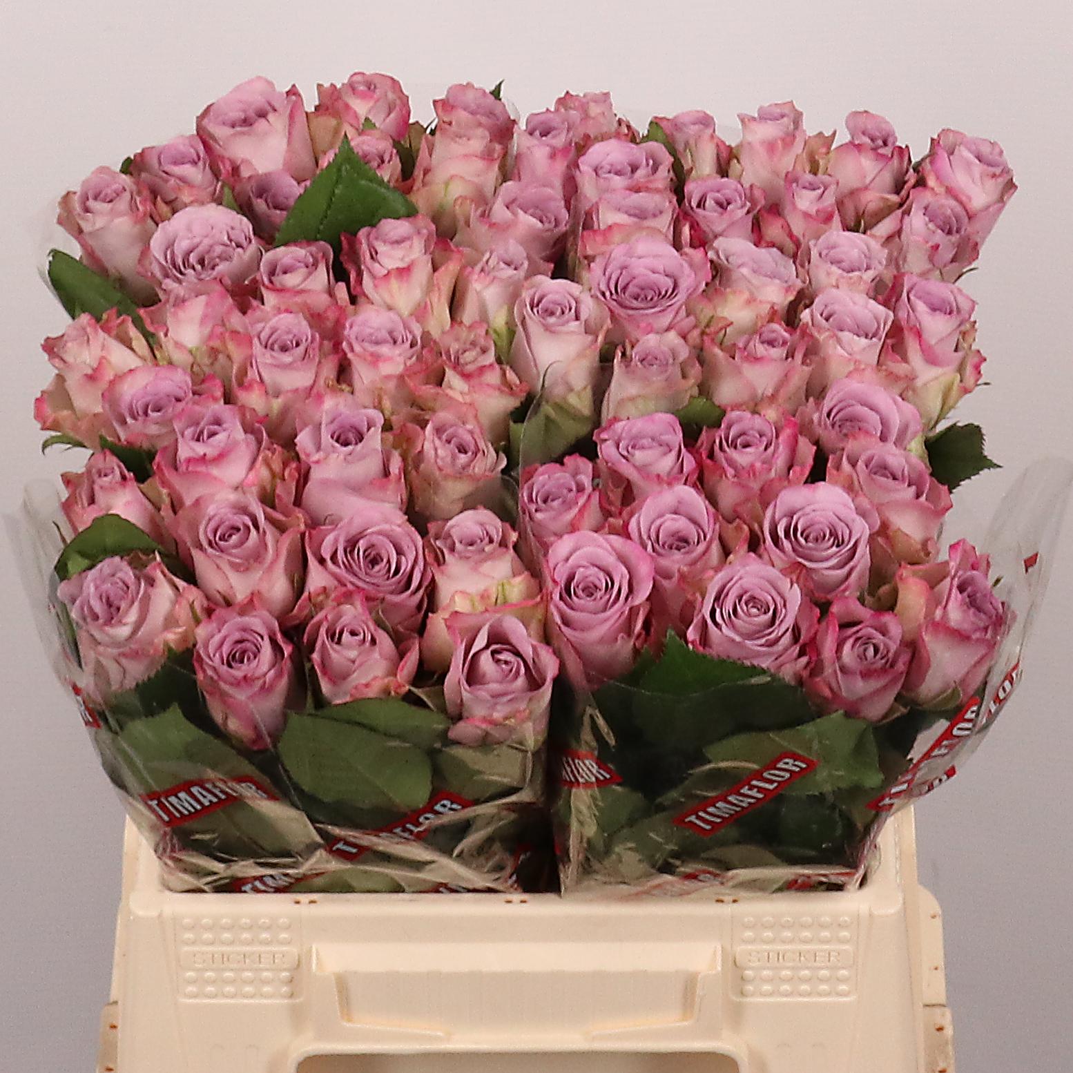 Rosa Memory Lane 40cm