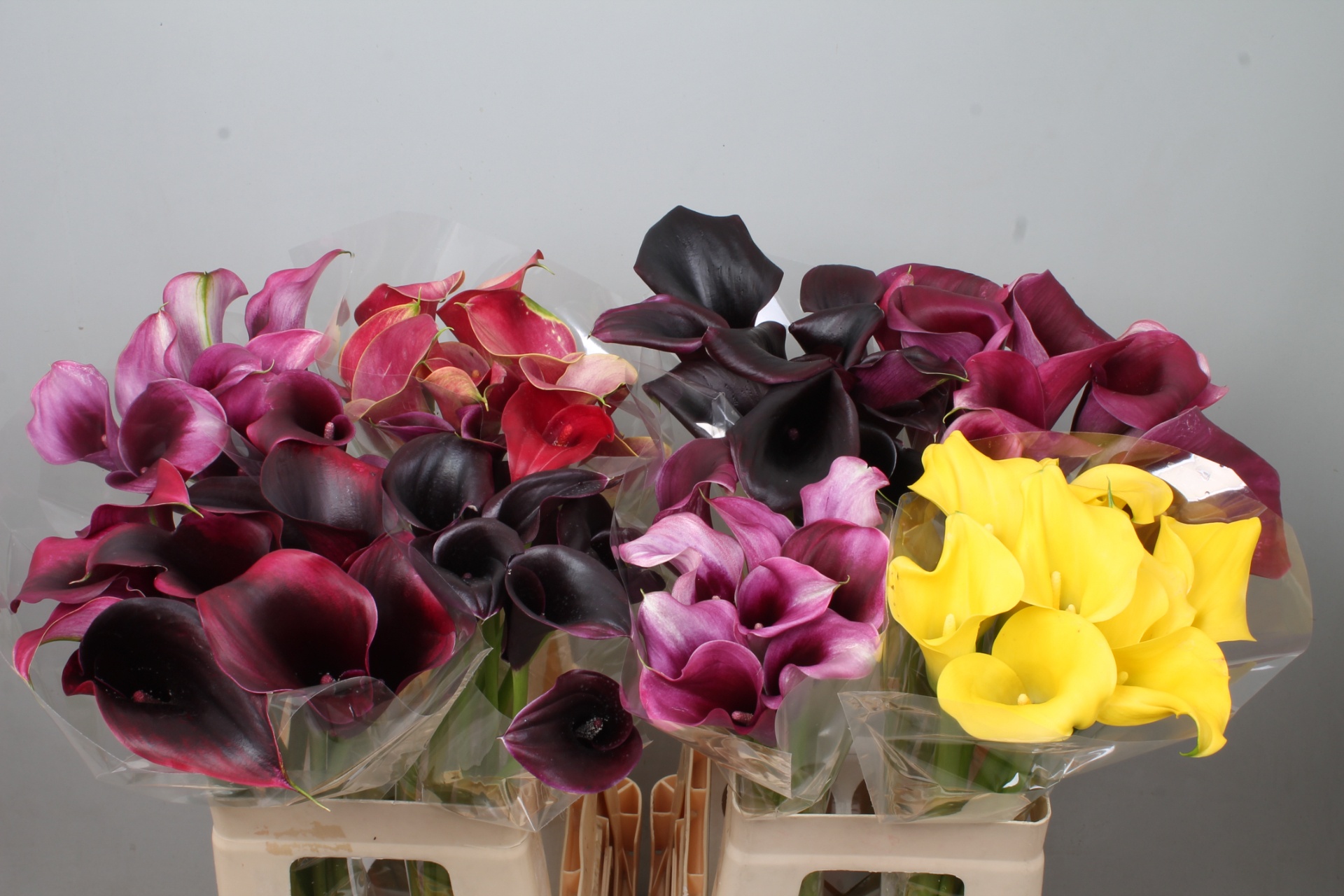 Calla Assorted 60cm