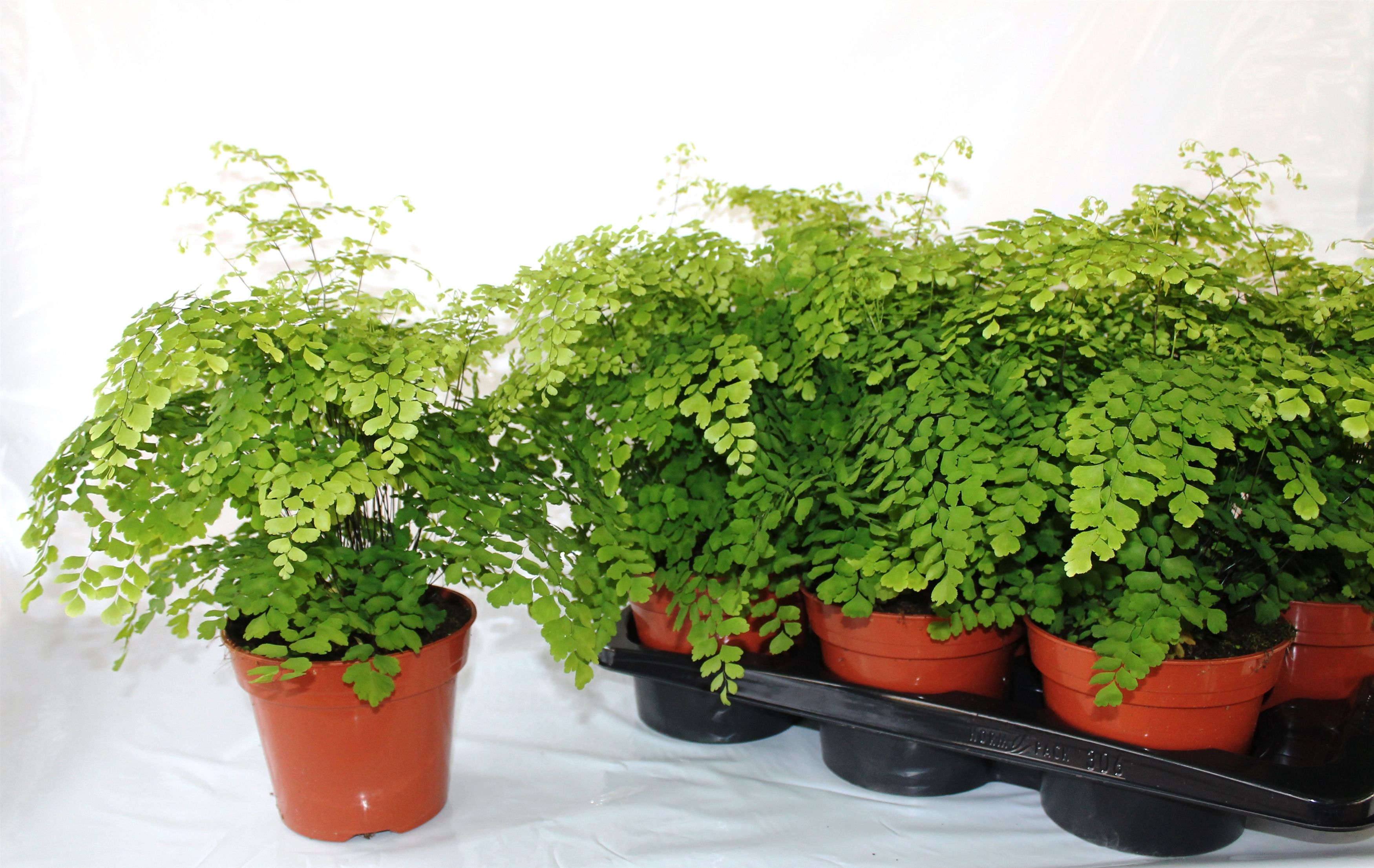 Adiantum raddianum 'Fragrans' - Venushaar
