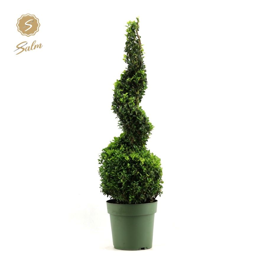 Picture of Buxus semp. Spiral 70cm
