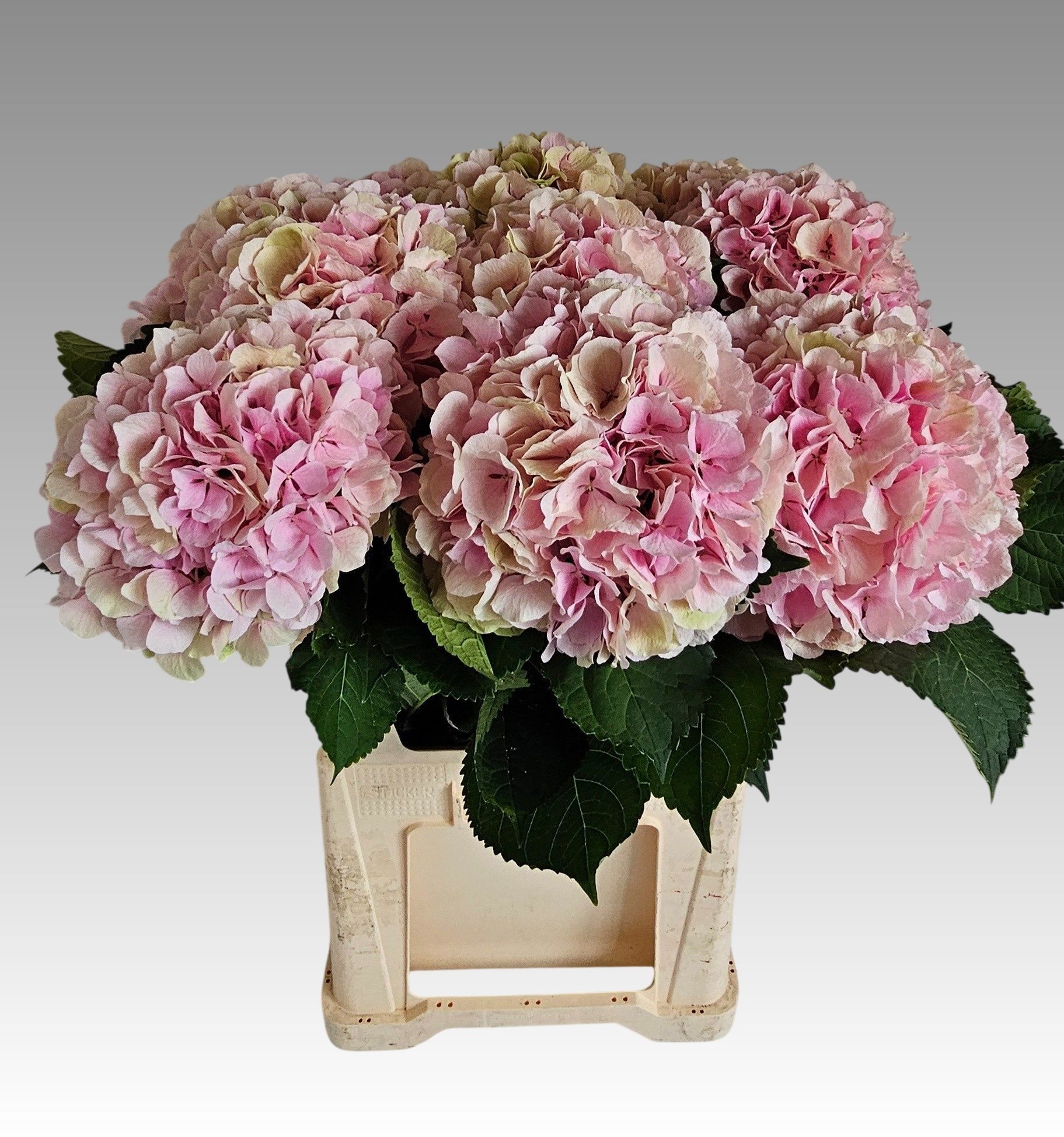 Hydrangea Verena Classic Pink 80cm 22Ø