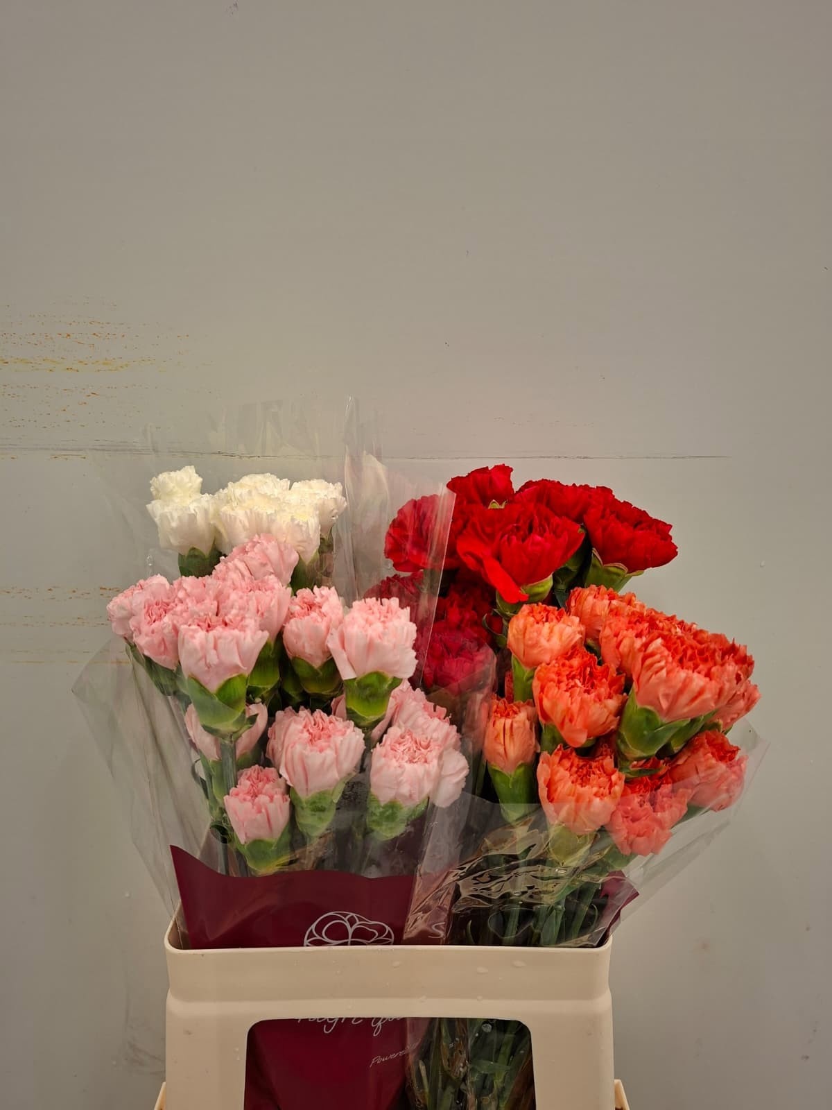 Dianthus St Mixed In Bucket 50cm